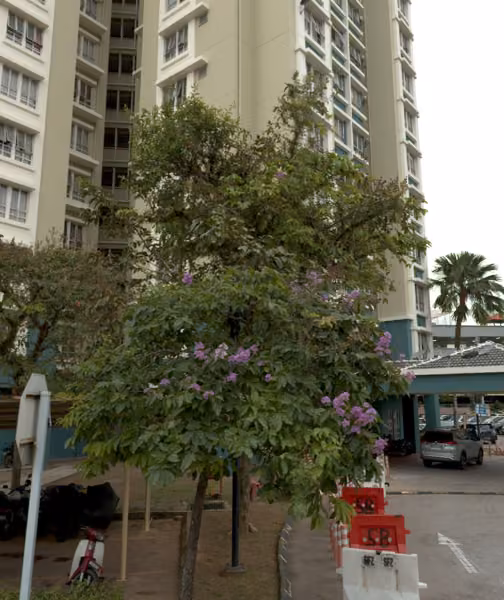 tree photo