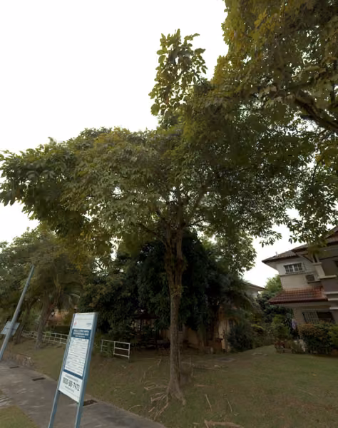 tree photo