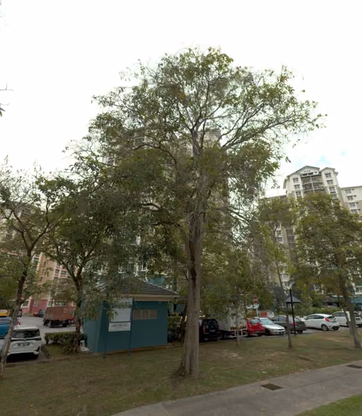 tree photo