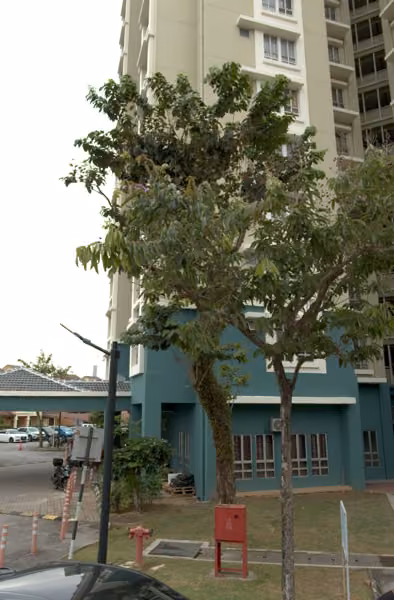 tree photo