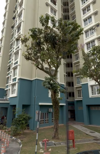 tree photo