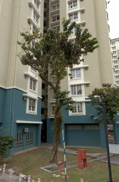 tree photo