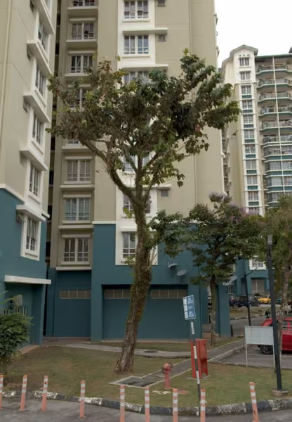 tree photo