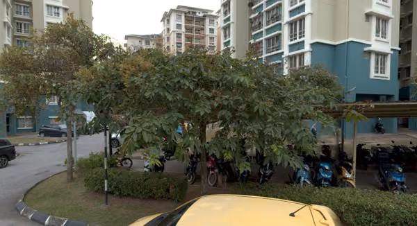 tree photo
