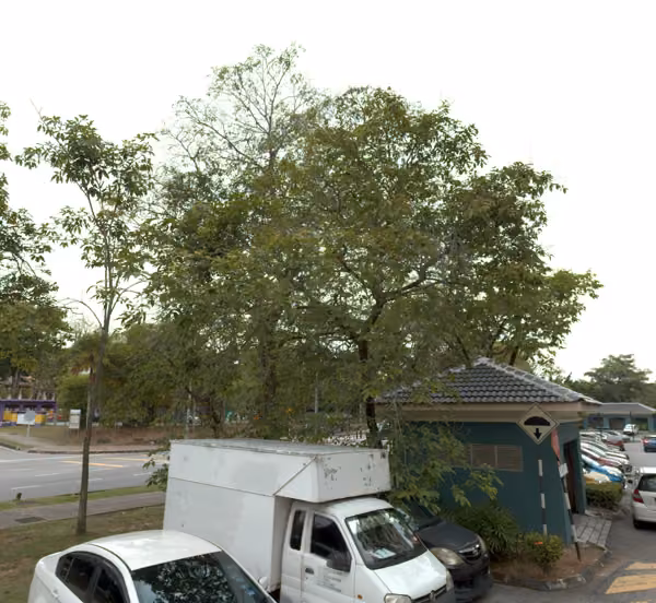 tree photo