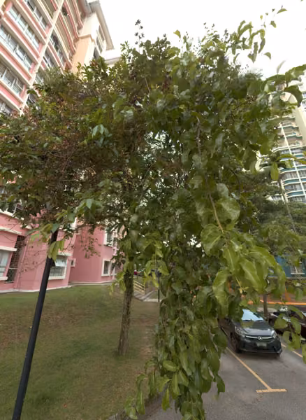 tree photo