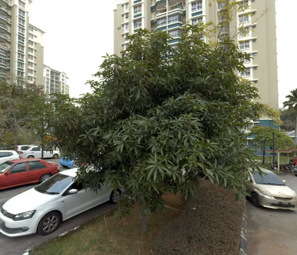 tree photo