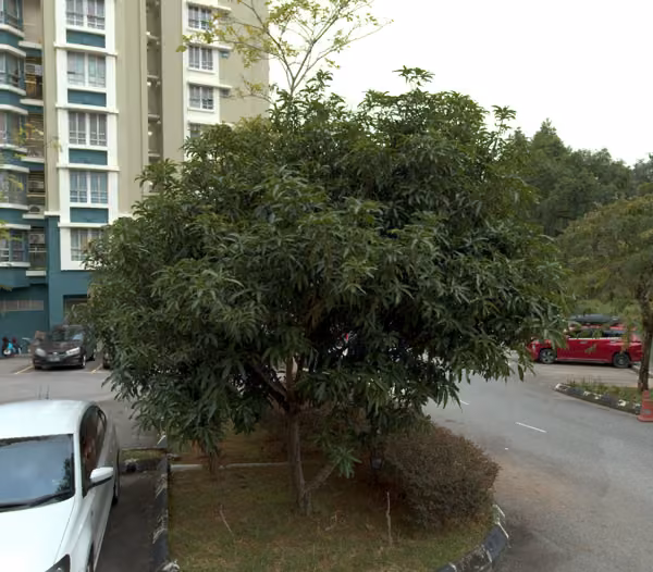 tree photo