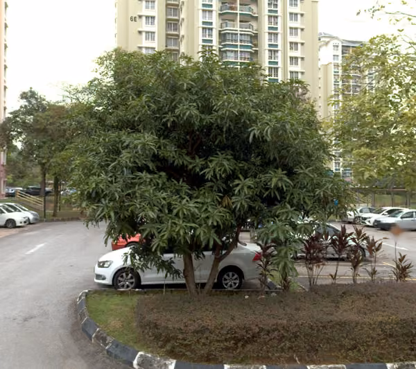 tree photo