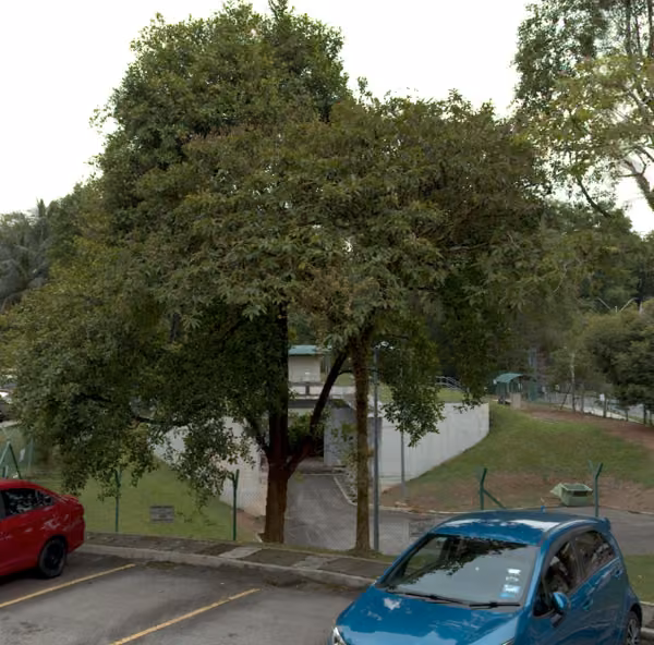 tree photo