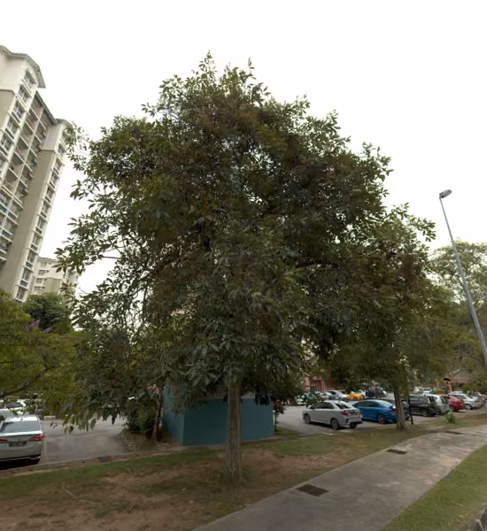 tree photo