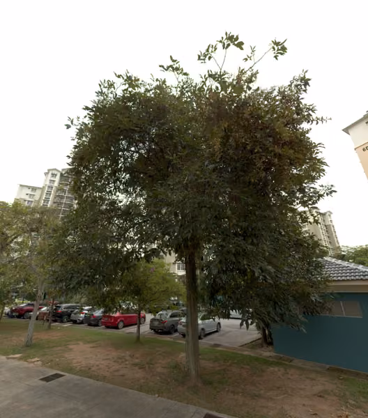 tree photo