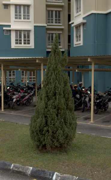 tree photo