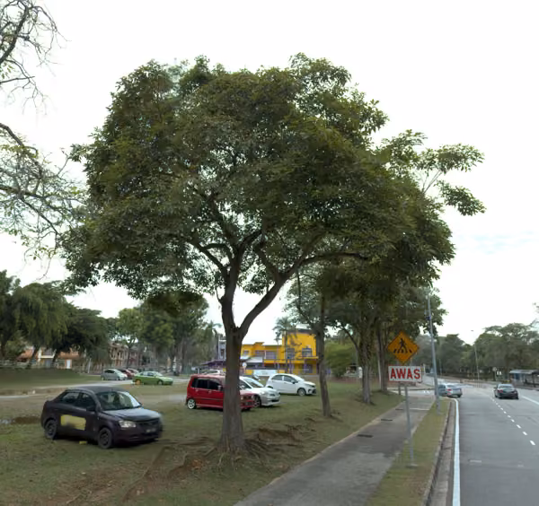 tree photo