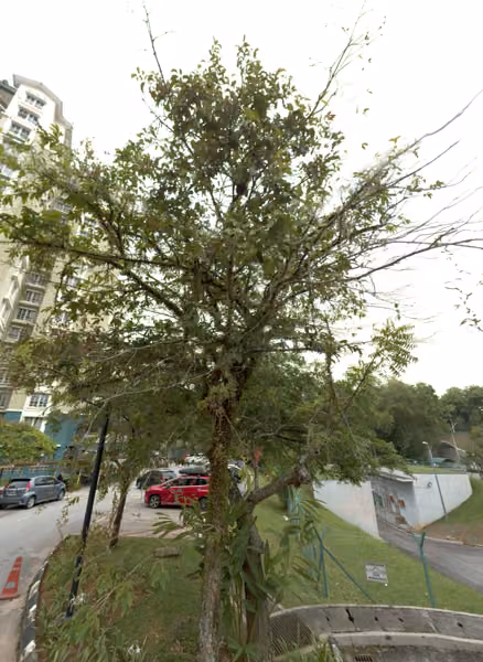 tree photo