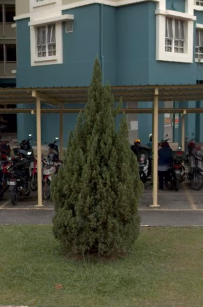 tree photo