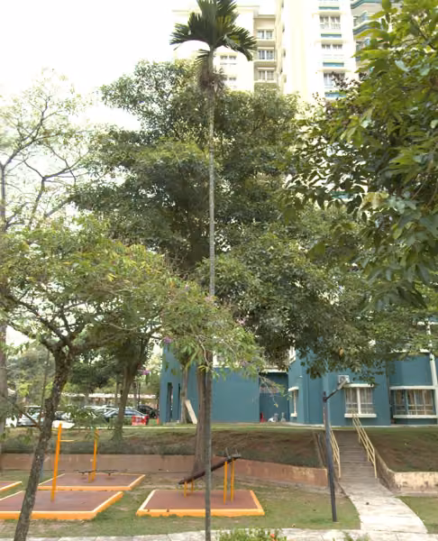 tree photo