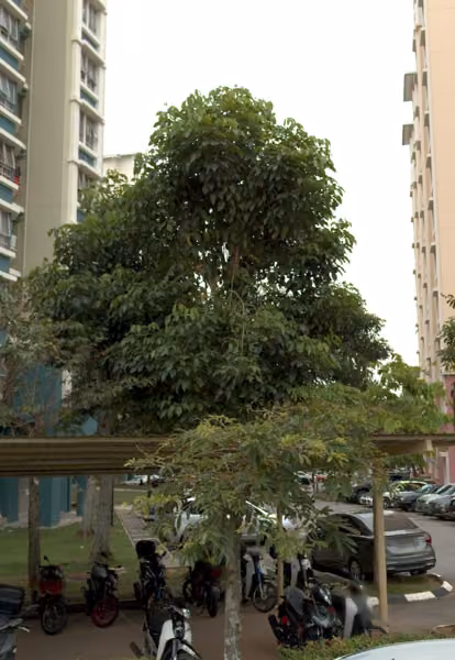 tree photo