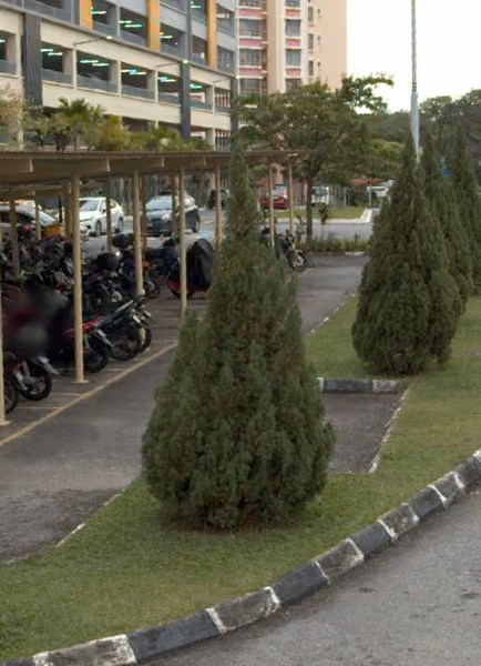 tree photo