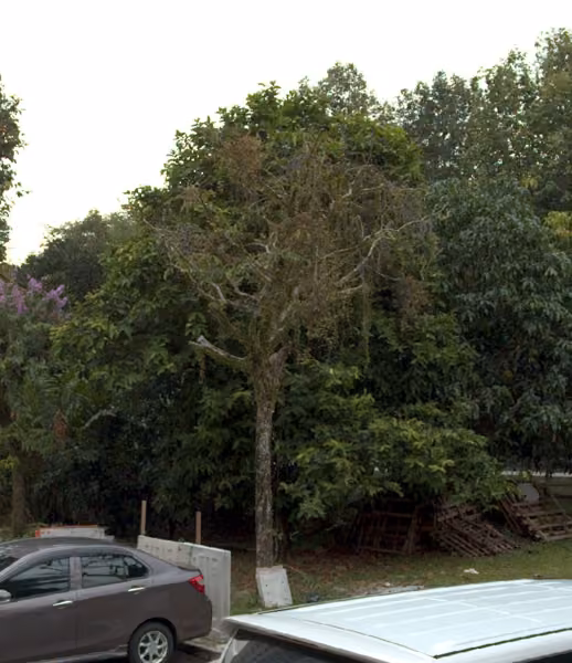tree photo
