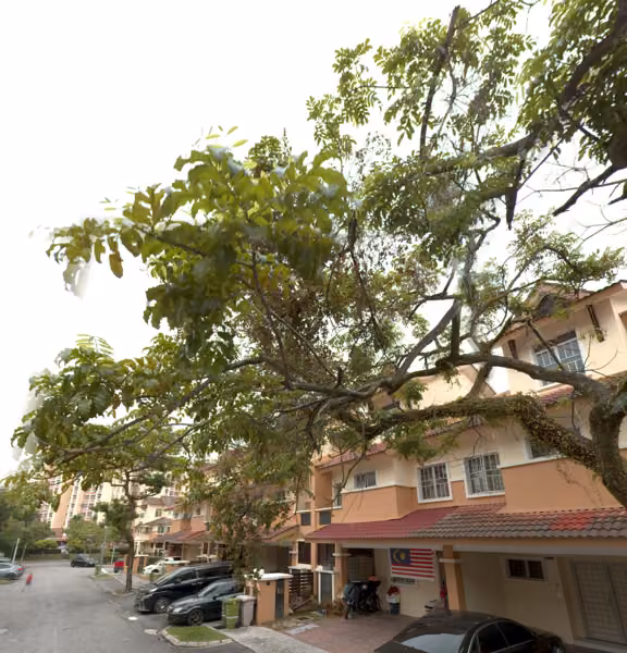 tree photo