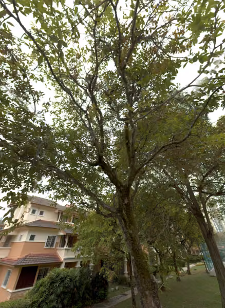 tree photo
