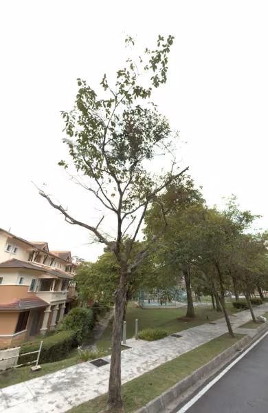 tree photo