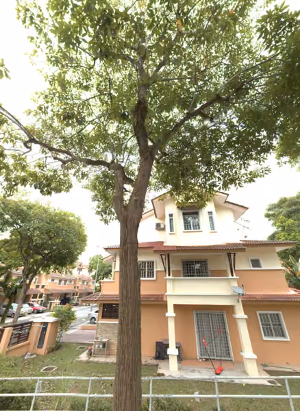 tree photo