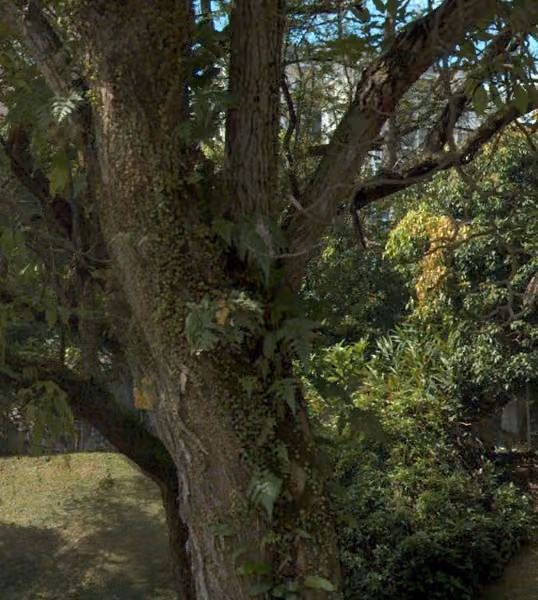 tree photo