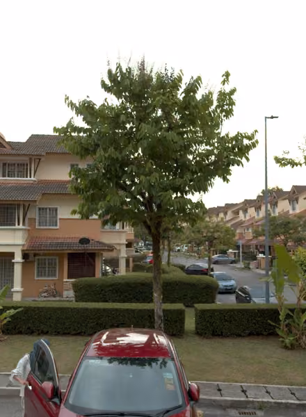tree photo
