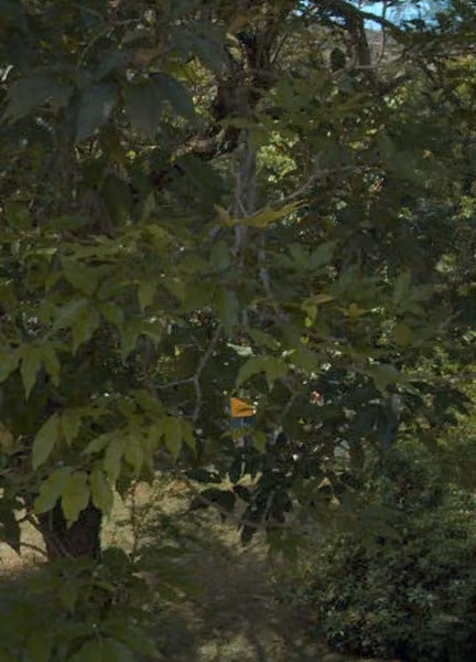 tree photo