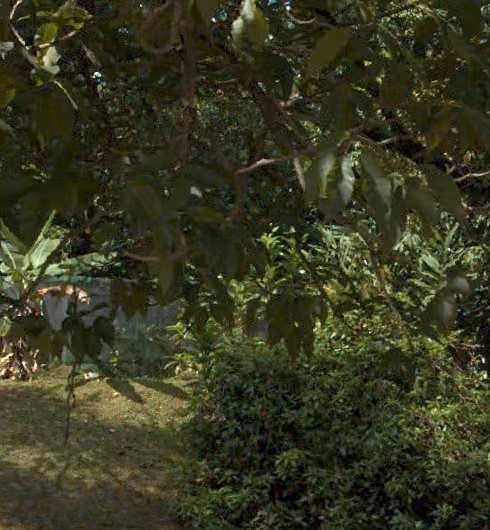 tree photo