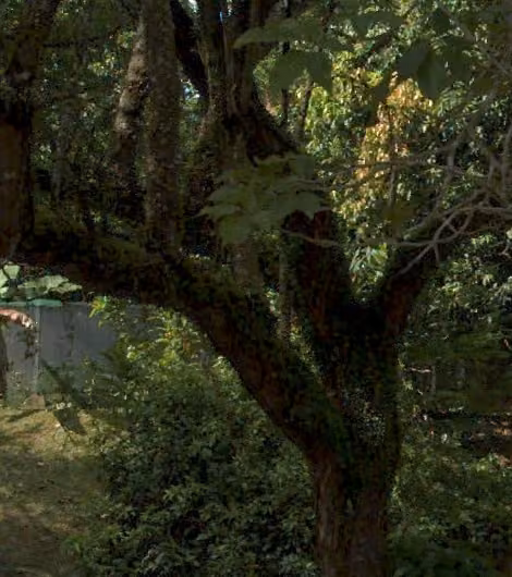 tree photo