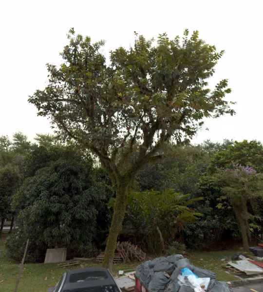 tree photo