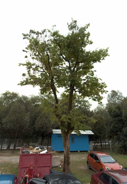 tree photo