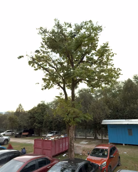 tree photo