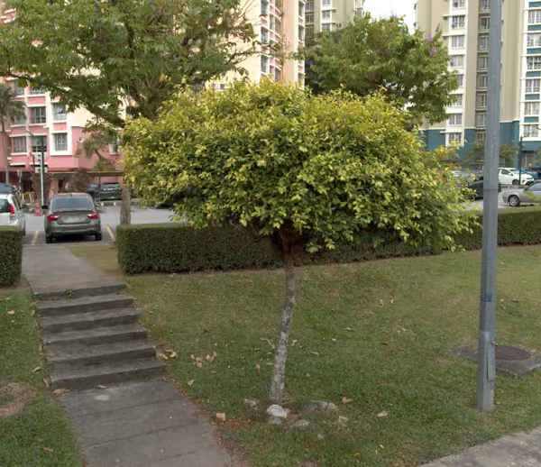 tree photo