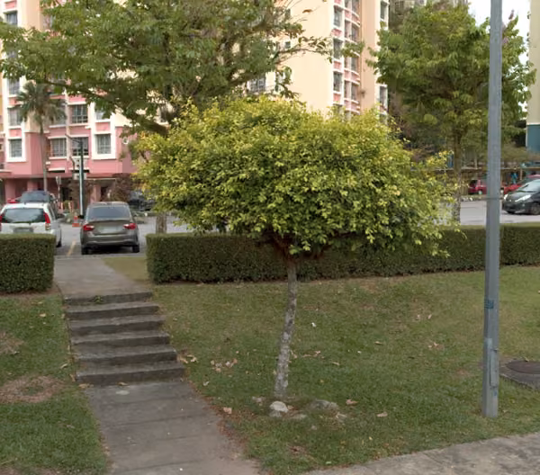 tree photo