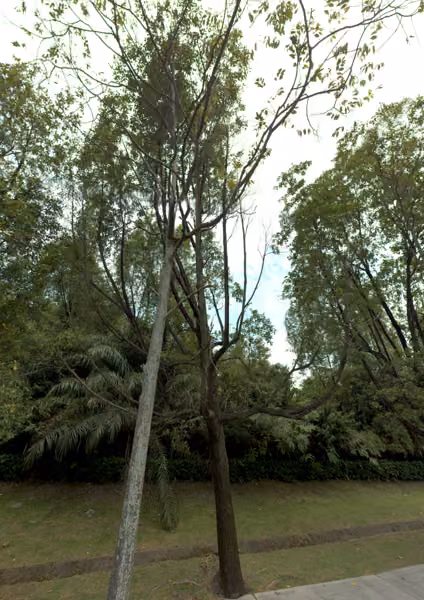 tree photo