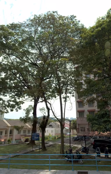 tree photo