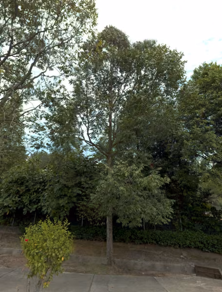 tree photo