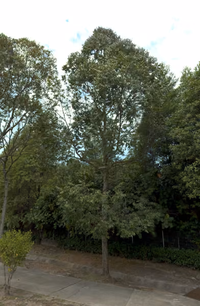 tree photo