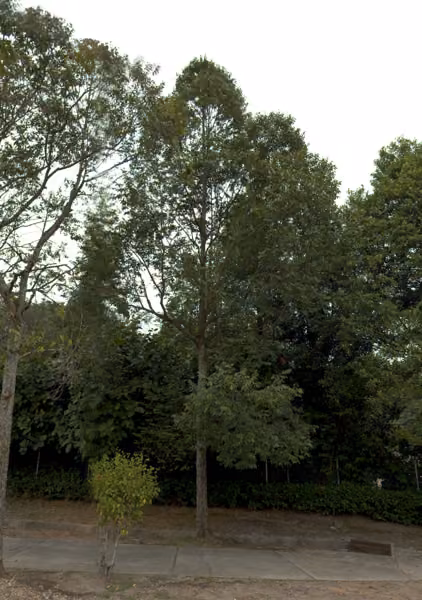 tree photo