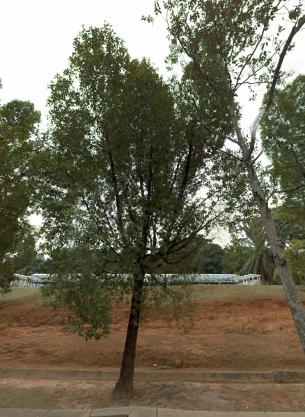 tree photo