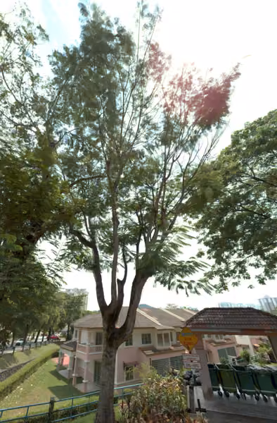 tree photo