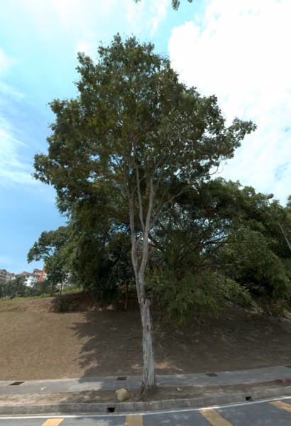 tree photo