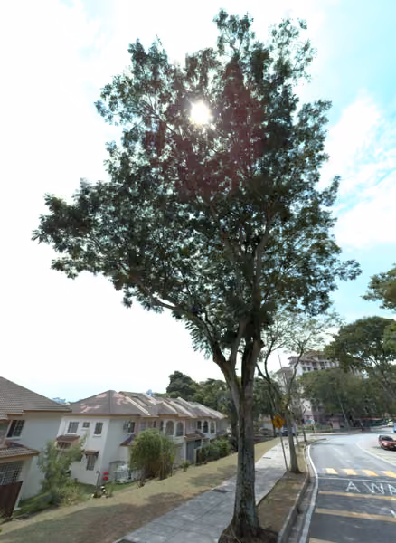 tree photo
