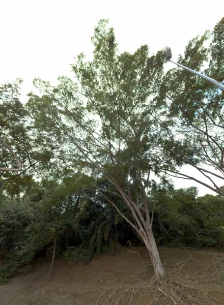 tree photo
