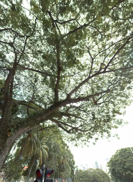 tree photo