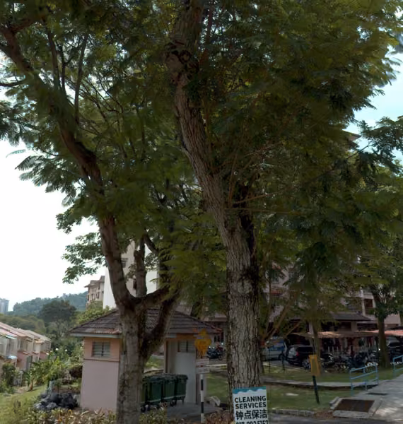 tree photo